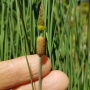 Švendras nykštukinis (Typha minima)